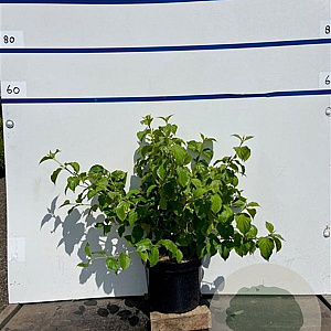 Cornus sang. 'Winter Beauty' 60-80 cm 7,5L