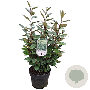 Elaeagnus ebb. 'Compacta' 40-50 cm 5,0L