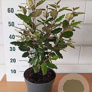 Elaeagnus ebb. 'Compacta' 40-50 cm 5,0L