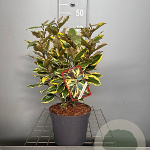 Elaeagnus ebb. 'Viveleg' 30-40 cm 3,0L