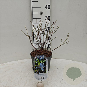 Vaccinium c. 'Patriot' 30-40 cm 3,0L