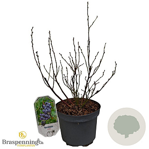 Vaccinium c. 'Polaris' 25-30 cm 3,5L