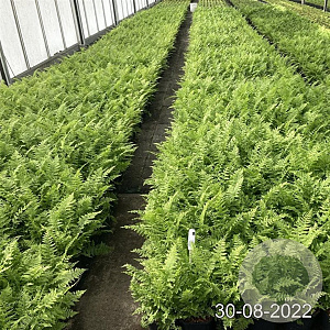 Athyrium filix-femina GM 2,0L