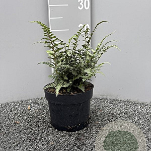 Athyrium niponicum 'Red Beauty' GM 2,0L