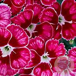 Dianthus Flutterburst GM C5