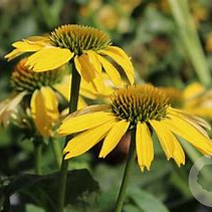 Echinacea 'Mellow Yellows' GM C5