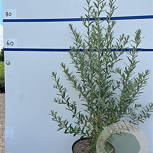Hippophae rhamnoides 80-100 cm 7,5L