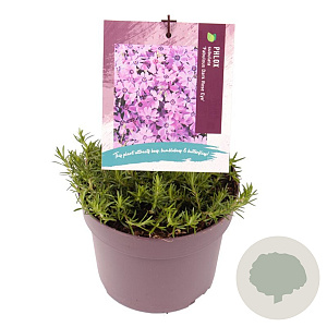 Phlox (S) Fabulous Dark Rose Eye GM 2,0L