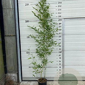 Phyllostachys bissetii 175-200 cm 10L