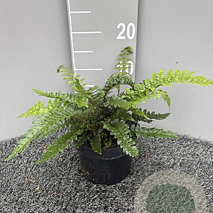 Polystichum polyblepharum GM 2,0L