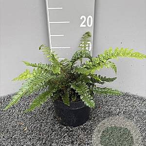 Polystichum polyblepharum GM 2,0L