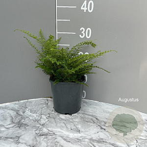 Polystichum set. 'Herrenhausen' GM 2,0L