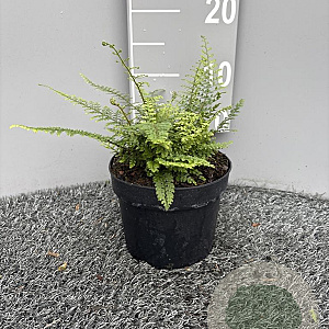 Polystichum set. 'Herrenhausen' GM 2,0L