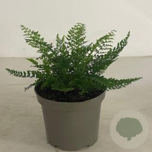 Polystichum set. 'Herrenhausen' GM 2,0L
