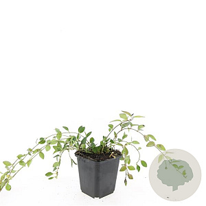 Vinca minor 'Atropurpurea' GM P9