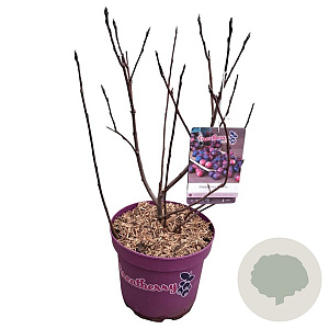 Amelanchier alnifolia 'Greatberry Farm' 40-50 cm 5,0L