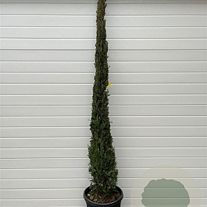 Cupressus sempervirens 250-300 cm 35L