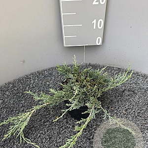 Juniperus h. 'Wiltonii' 20-30 cm 2,0L