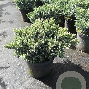 Juniperus squamata 'Blue Star' 25-30 cm 3,0L