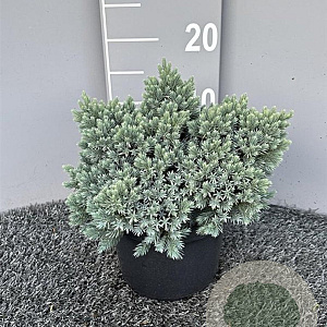 Juniperus squamata 'Blue Star' 25-30 cm 3,0L
