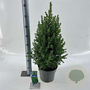 Picea gl. 'December' 60-70 cm 5,0L