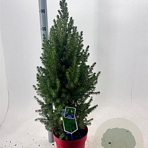 Picea gl. 'December' 60-80 cm 5,0L