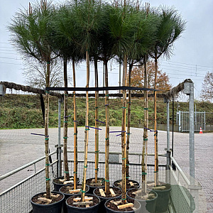 Pinus pinea 8-10 HO container