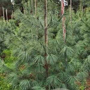Pinus sylvestris 175-200 cm draadkluit