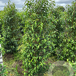 Prunus l. 'Angustifolia' 150-175 cm met kluit