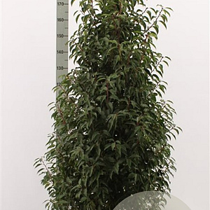 Prunus l. 'Angustifolia' 150-175 cm met kluit