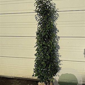 Prunus l. 'Angustifolia' 175-200 cm met kluit