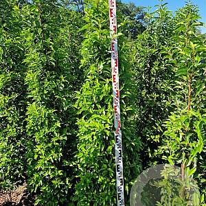 Prunus l. 'Angustifolia' 175-200 cm met kluit
