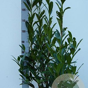 Prunus l. 'Caucasica' 100-125 cm met kluit