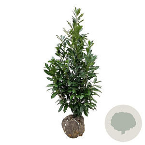 Prunus l. 'Caucasica' 125-150 cm met kluit