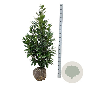 Prunus l. 'Caucasica' 125-150 cm met kluit