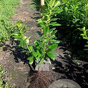 Prunus l. 'Novita' 40-60 cm wortelgoed