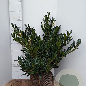 Prunus l. 'Otto Luyken' 40-50 cm met kluit