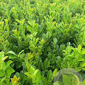 Prunus I. 'Rotundifolia' 100-125 cm met kluit