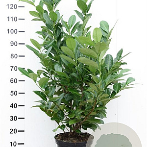 Prunus I. 'Rotundifolia' 100-125 cm met kluit