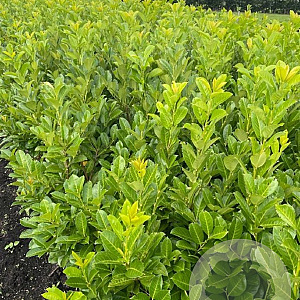 Prunus I. 'Rotundifolia' 125-150 cm met kluit