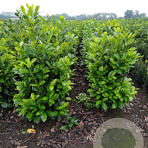Prunus I. 'Rotundifolia' 125-150 cm met kluit