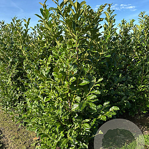 Prunus I. 'Rotundifolia' 175-200 cm met kluit