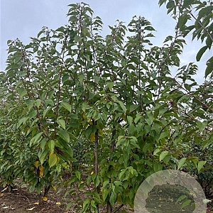 Prunus ser. 'Kanzan' 200-250 cm draadkluit meerstammig