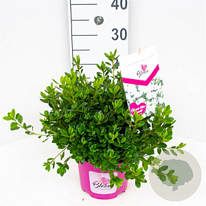 Rhododendron (AJ) 'BloomChampion White' 25-30 cm 3,5L