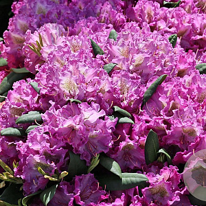 Rhododendron (Y) 'Bohlken's Lupineberg' 40-50 cm 10L