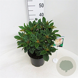 Rhododendron yakushimanum 'Golden Torch' 30 cm 5,0L