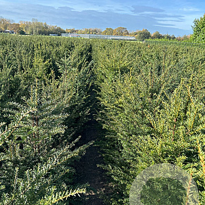 Taxus baccata 100-125 cm met kluit