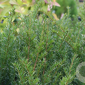 Taxus b. 'Renke's Kleiner Grüner' 150-160 cm draadkluit platte bol