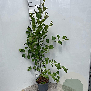 Alnus glutinosa 150-175 cm 5,0L