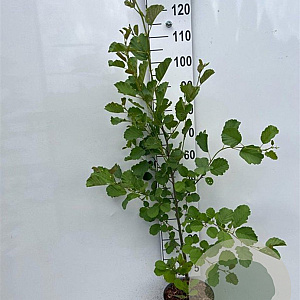 Alnus glutinosa 150-175 cm 5,0L